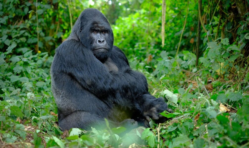 Rwanda silverbackmountaingorilla