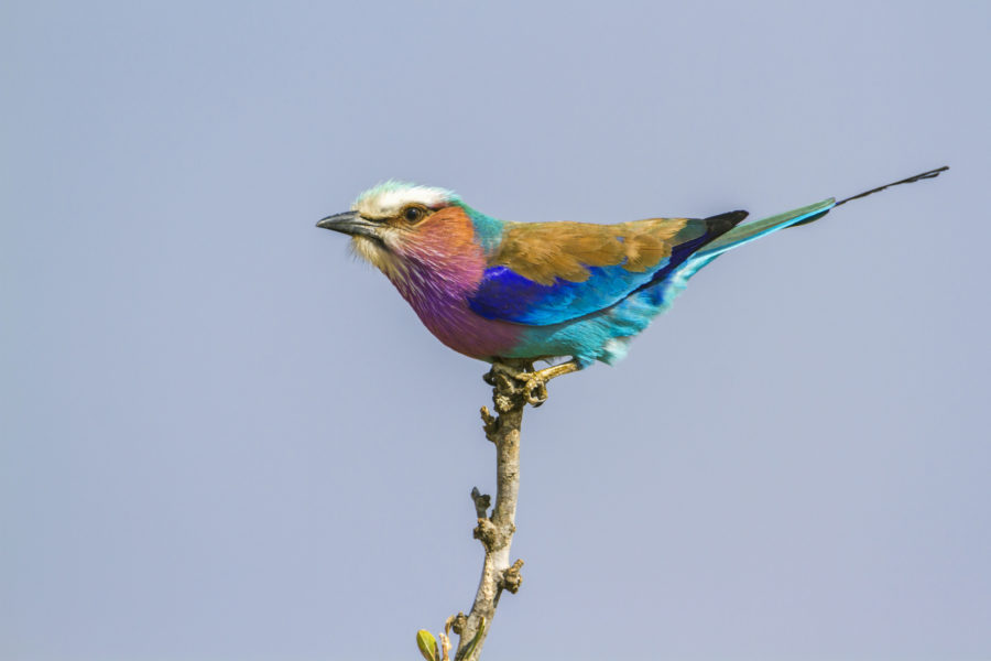 SA_Lilac-breasted-roller