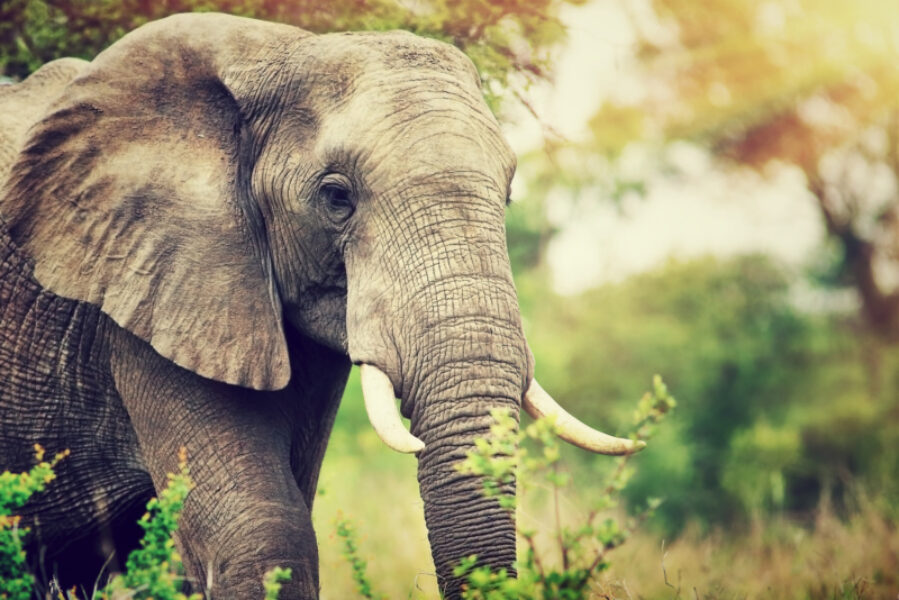 SA_elephant