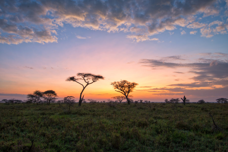 SA_savannahsunset