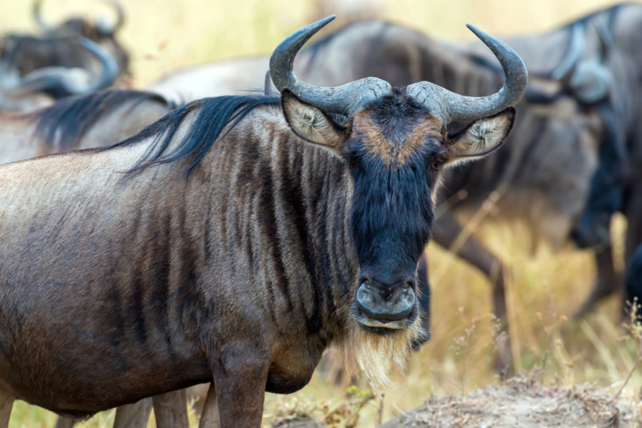Tanzania_Wilderbeastcloseup