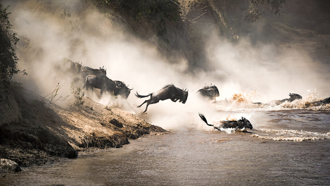 Tanzania Wilderbeastcrossing