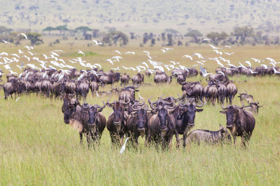 Tanzania_Wilderbeastserengeti2
