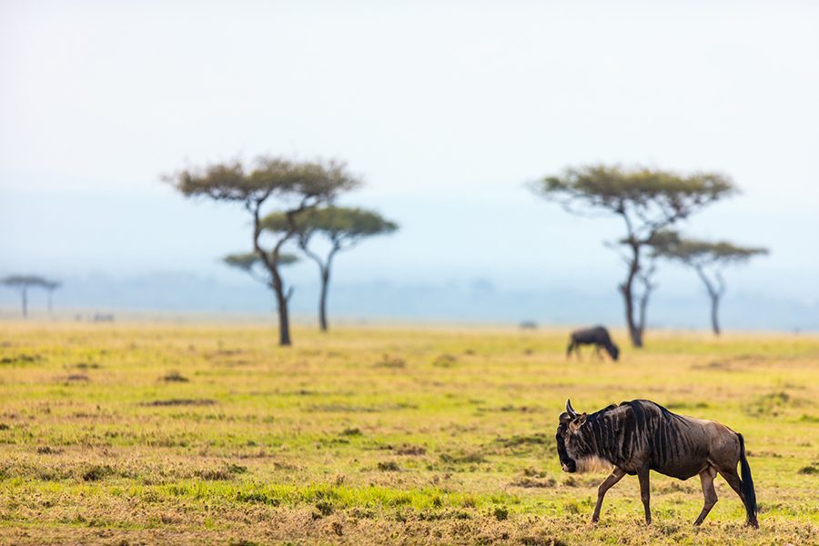 Tanzania solowildebeest