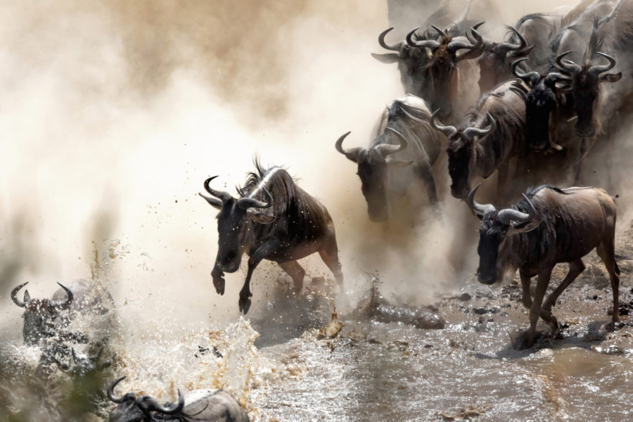 Tanzania_wilderbeast Marariver