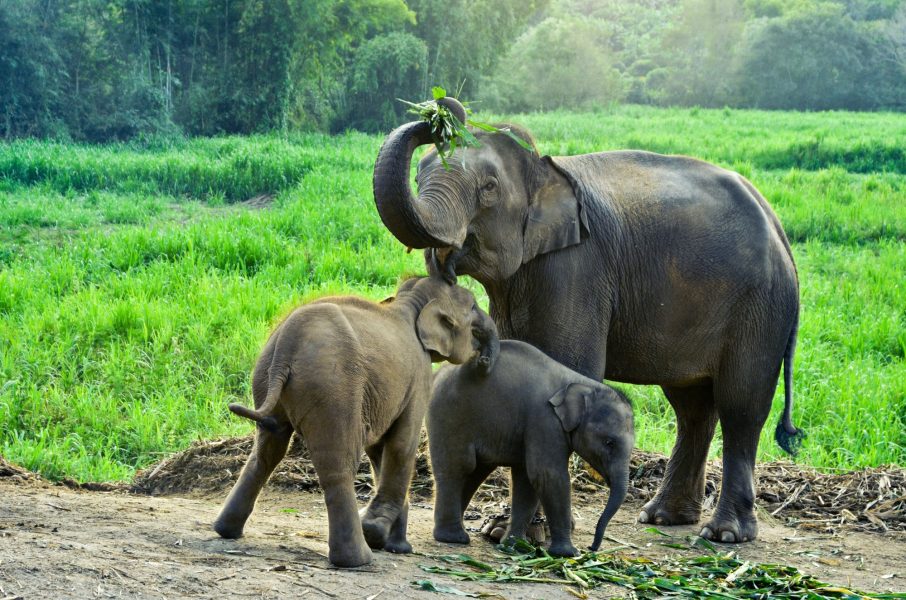 Thailand_elephants