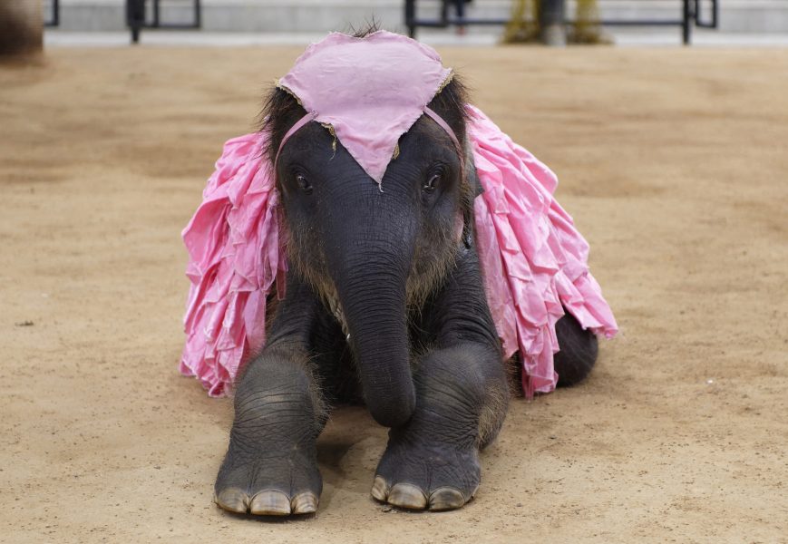 Thailand elephantshow landscape