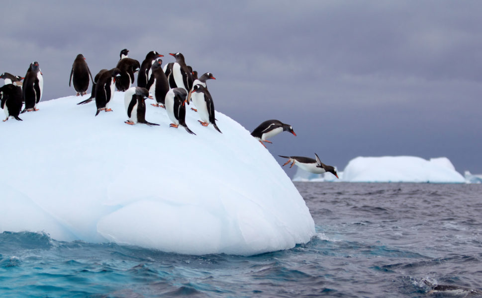 Antarctica-Penguins
