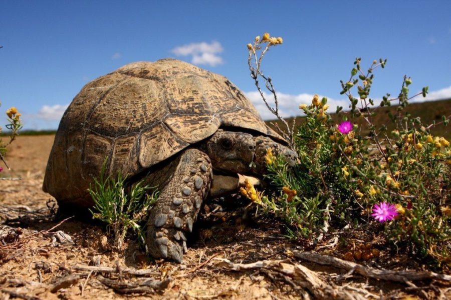 Gallery-26-290-sanbona-wildlife-43_resize