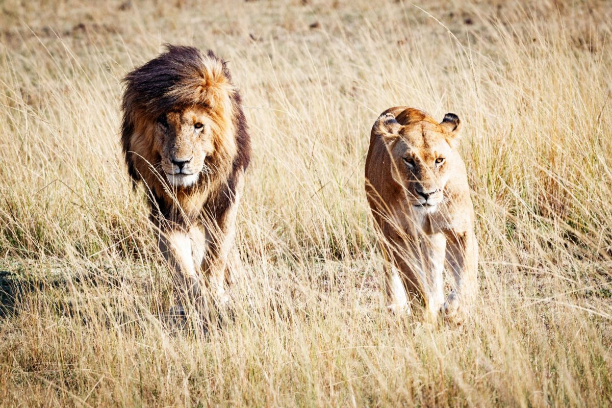 Into the Mara North wilderness