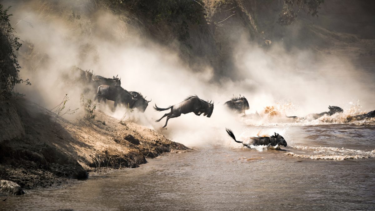 Enter Tanzania’s Serengeti for the wildebeest migration