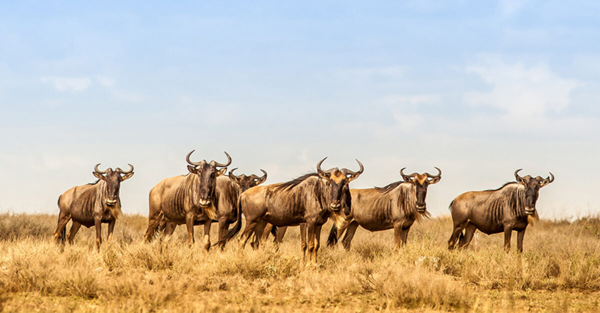 Witness the great migration in the Serengeti