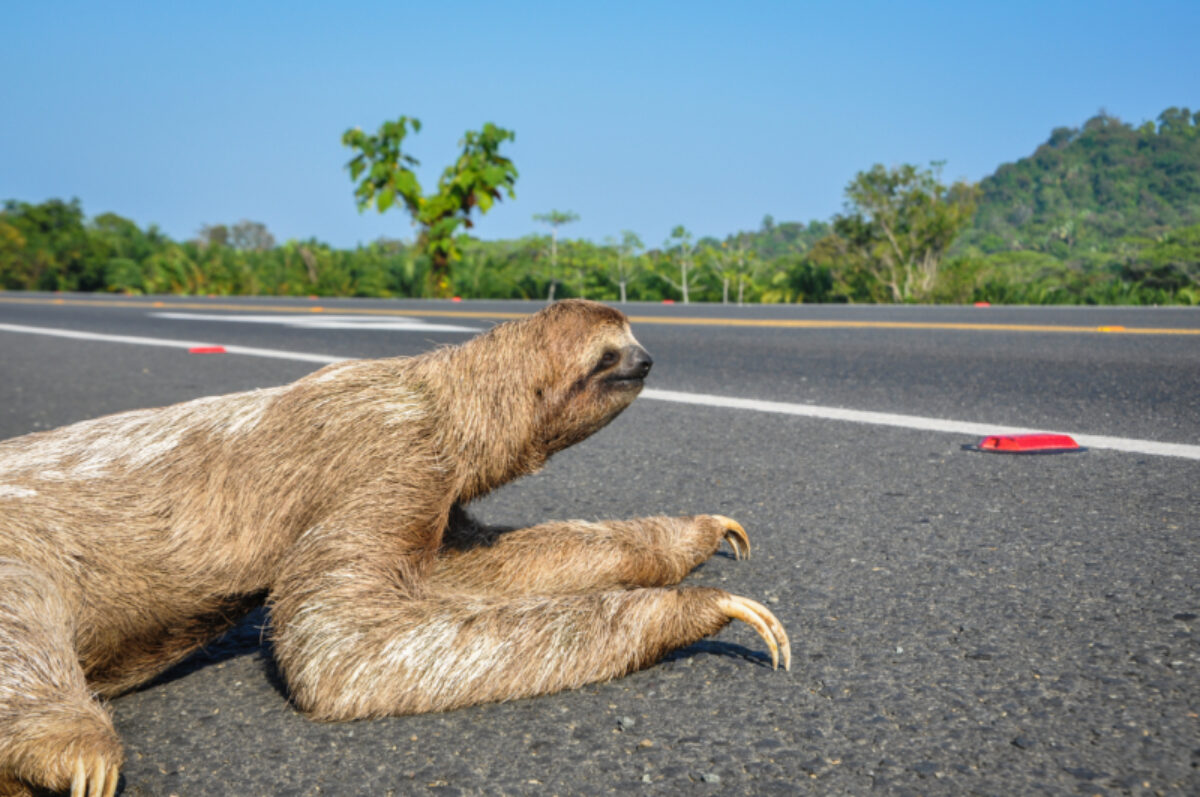 Costa-Rica_Corcovado_Sloth