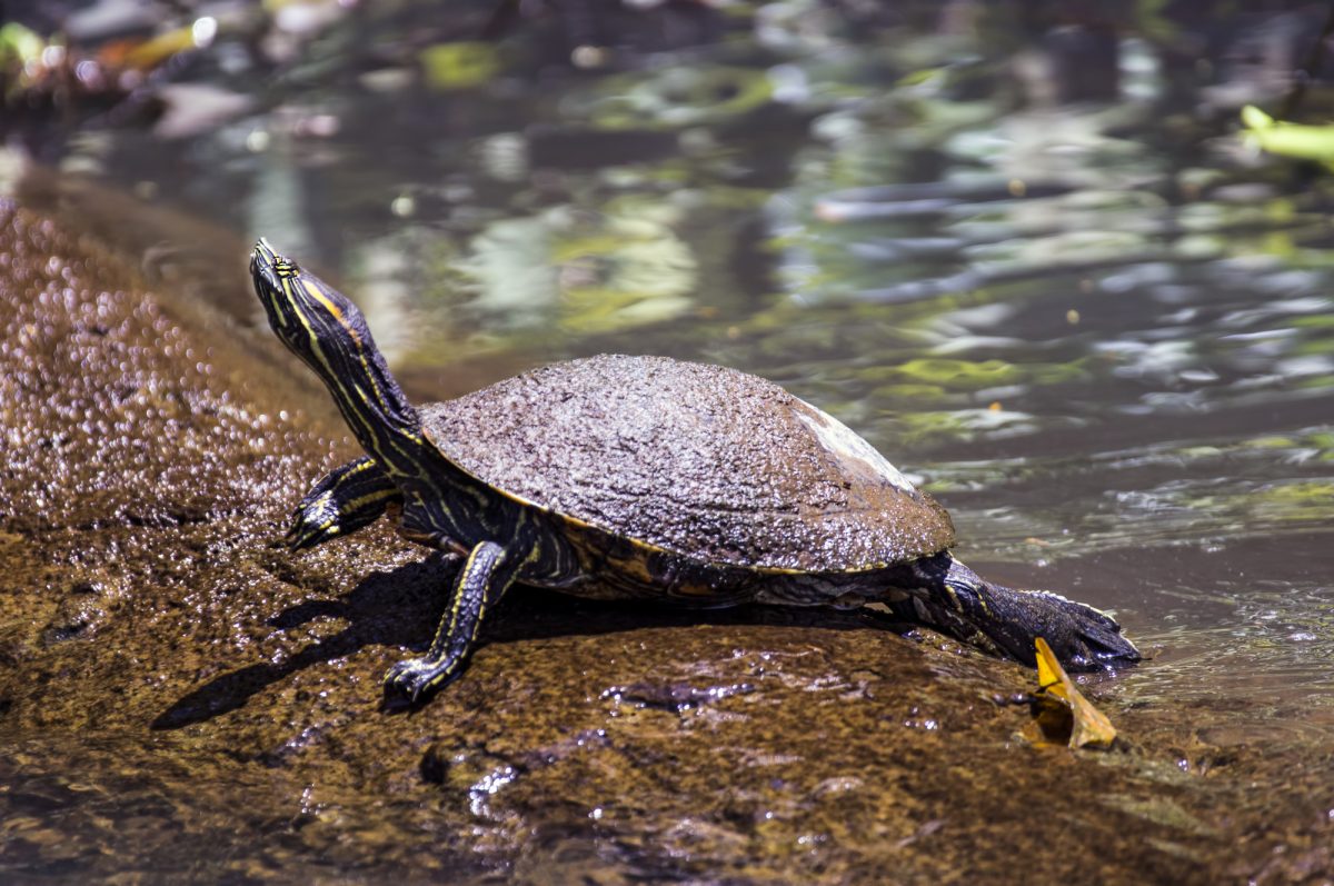 Costa-Rica_Tortuguero National Park
