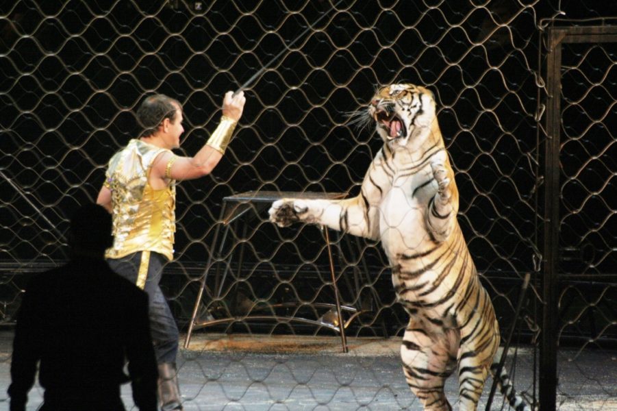 017-5.-Circus-Tiger-©-Nazim-Uddin-Flickr-Creative-Commons
