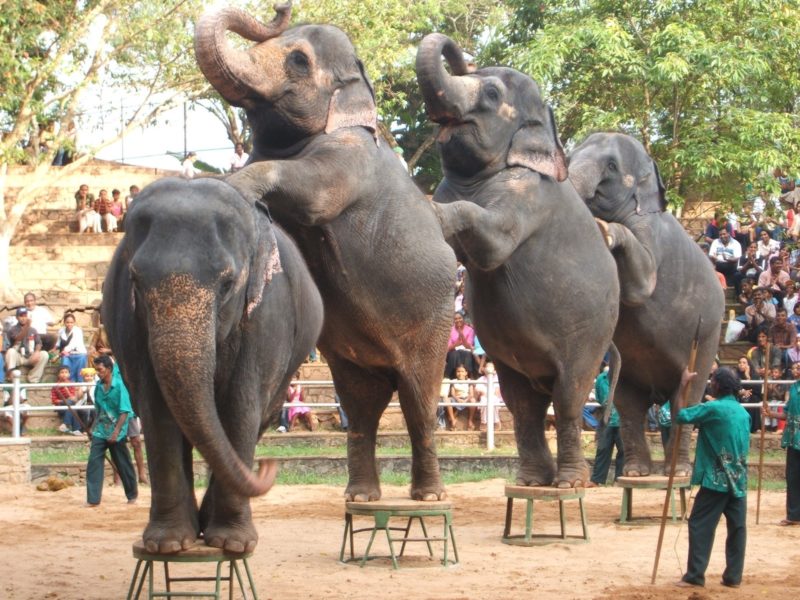 017-Peforming-Elephants-©-Born-Free-Foundation
