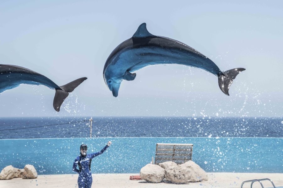 017-Performing-Dolphin-©-Britta-Jaschinski-Born-Free-Foundation