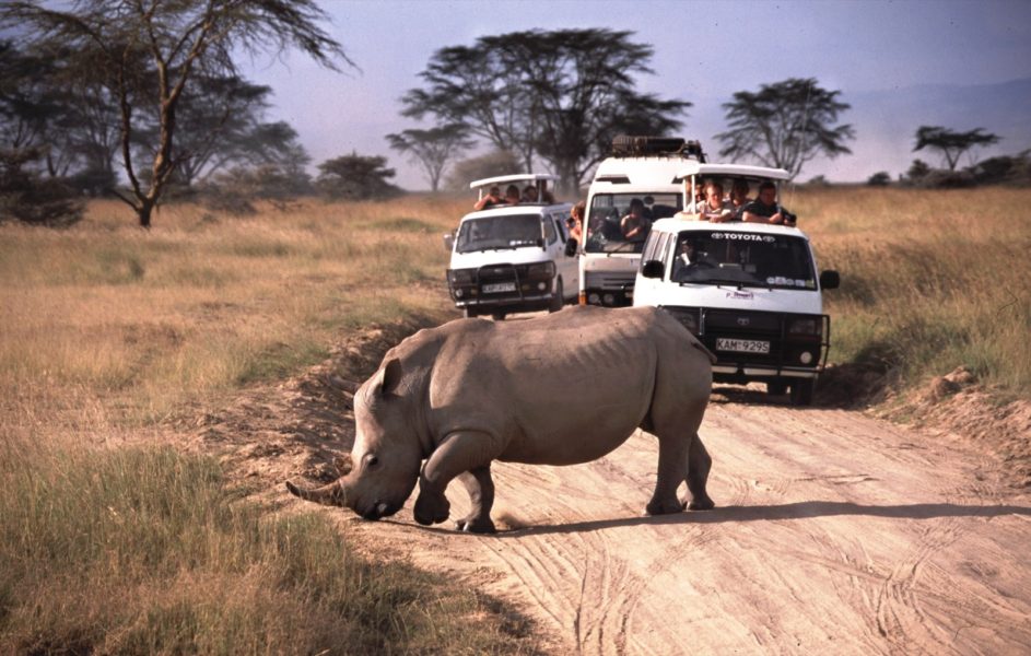 017-Wildlife-Viewing-Rhino-©-Born-Free-Foundation