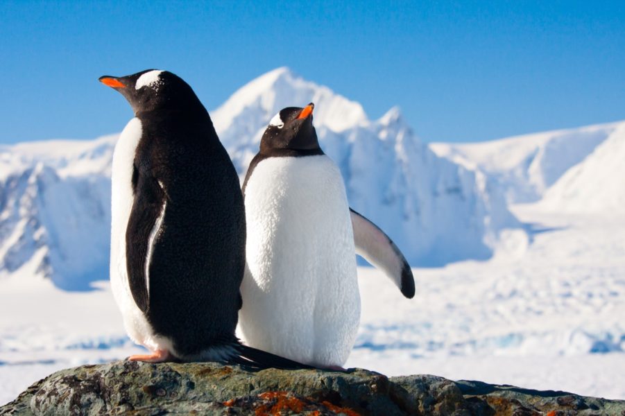 030-Antarctica-123Rf-11156149_Xl