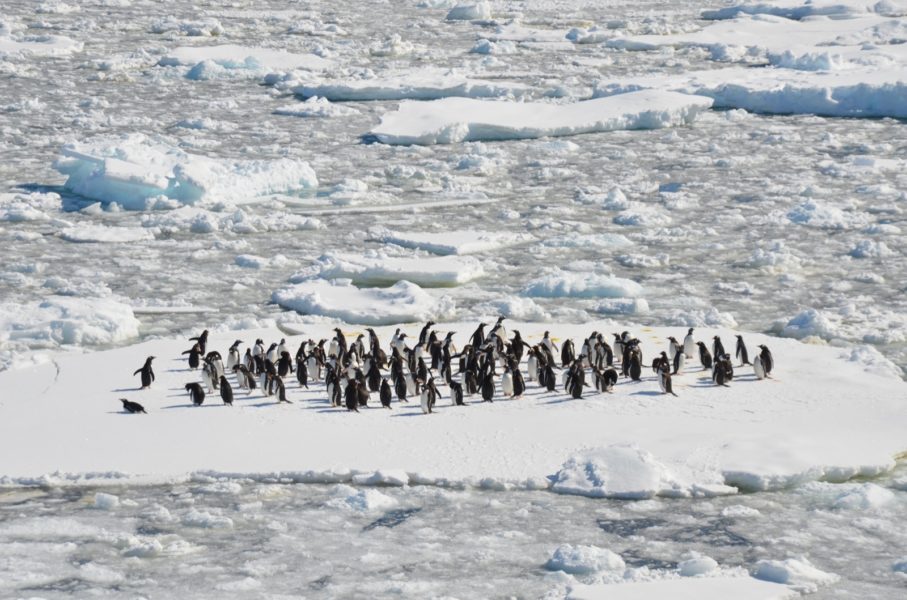 030-Antarctica-Danielle-Barnes-562603-Unsplash