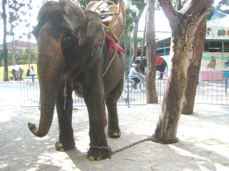 017-Elephant-Trekking-©-Born-Free-Foundation