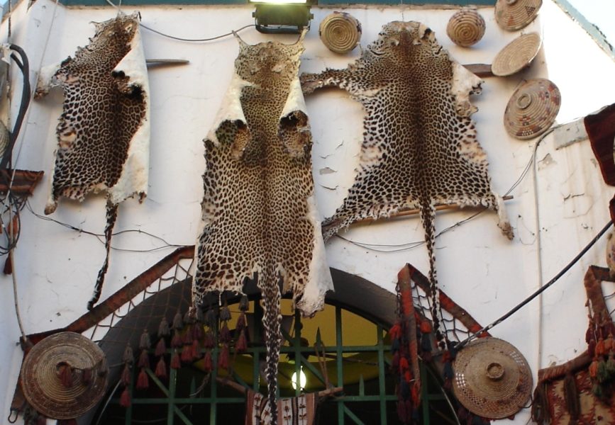 017-Animal-Skins-©-Born-Free-Foundation