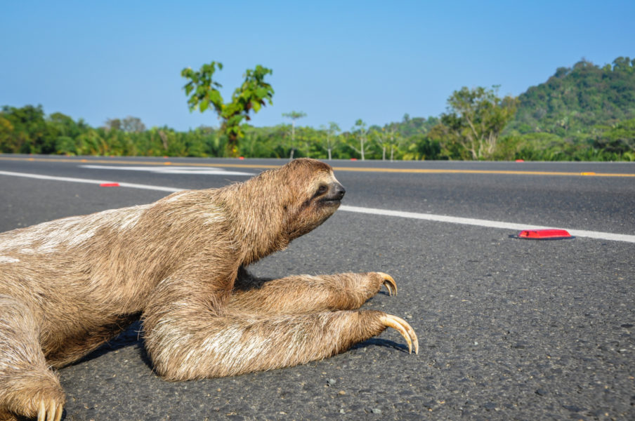 Costa-Rica_Corcovado_Sloth