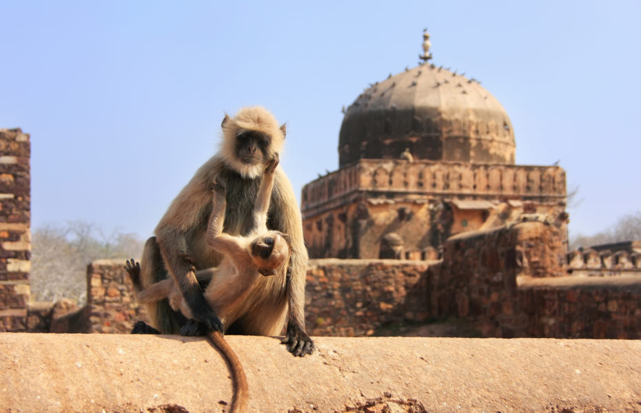 Ranthambore-Fort-2