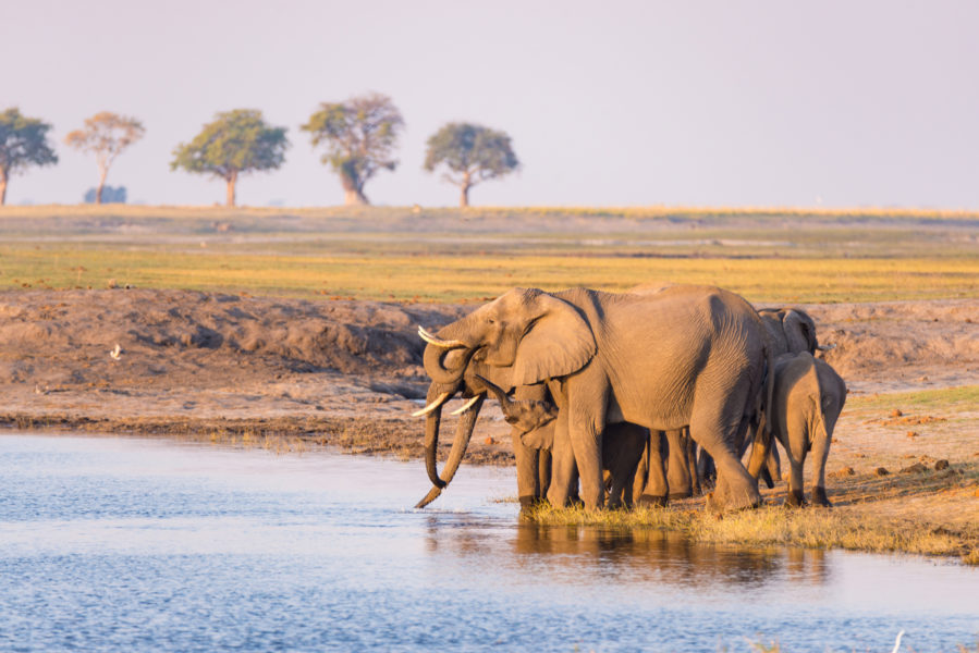 SA_elephants