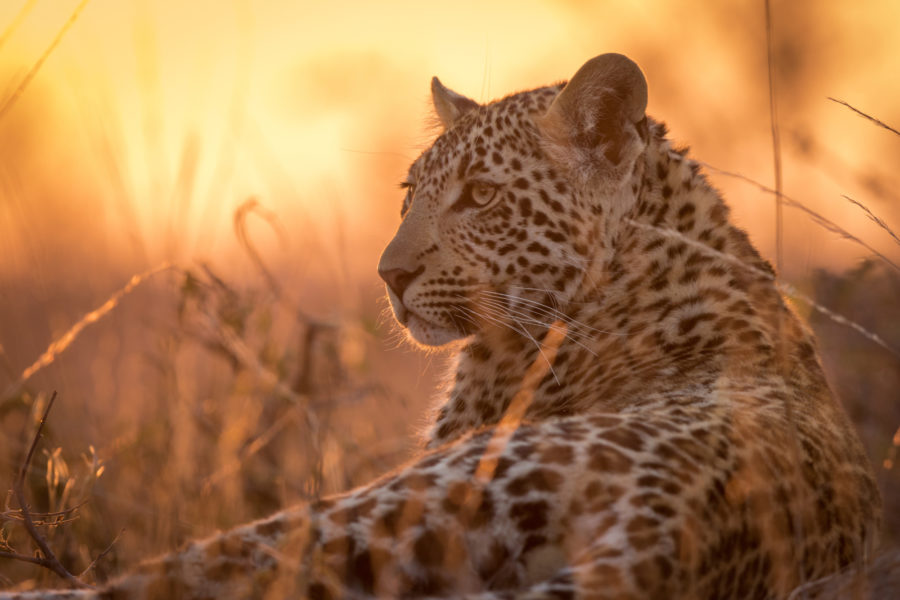 SA_leopard