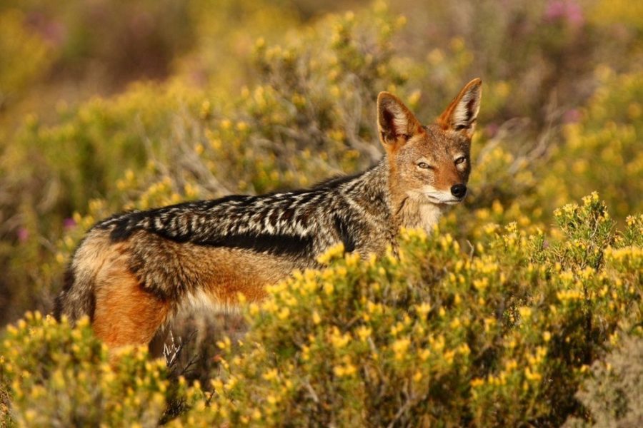 Gallery-26-289-sanbona-wildlife-20