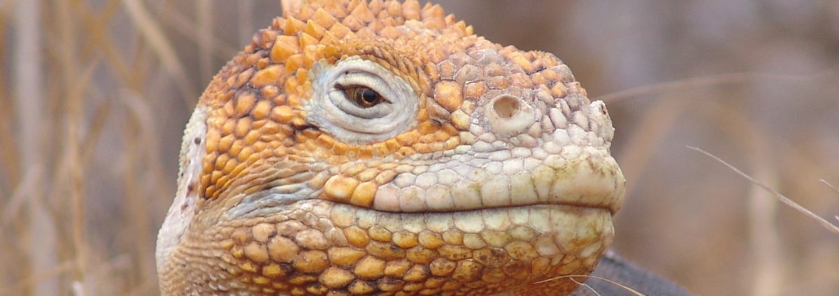 Classic Galapagos Cruise