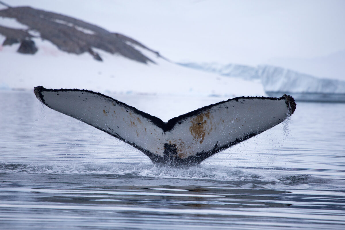 Explore the Antarctic Peninsula