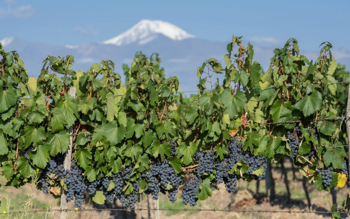 Taste wine in Valle de Uco