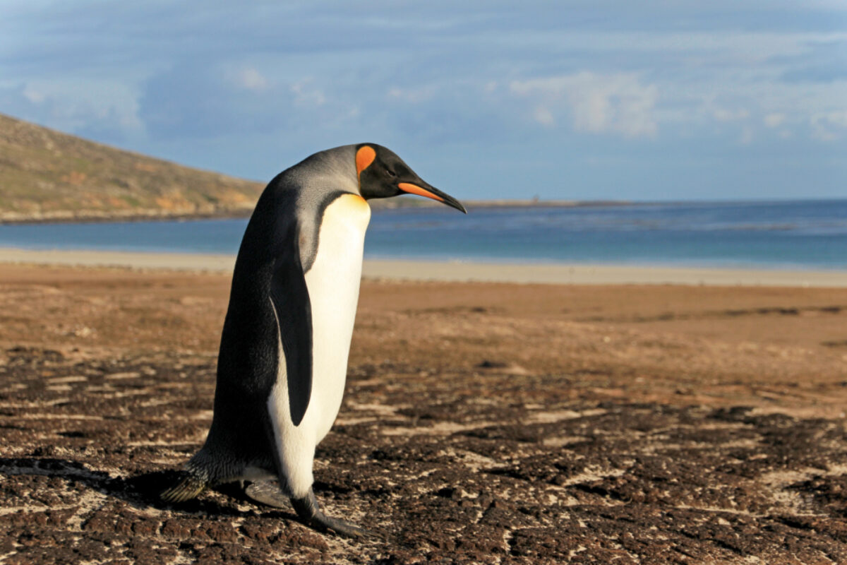 Go birdwatching in the Falkland Islands