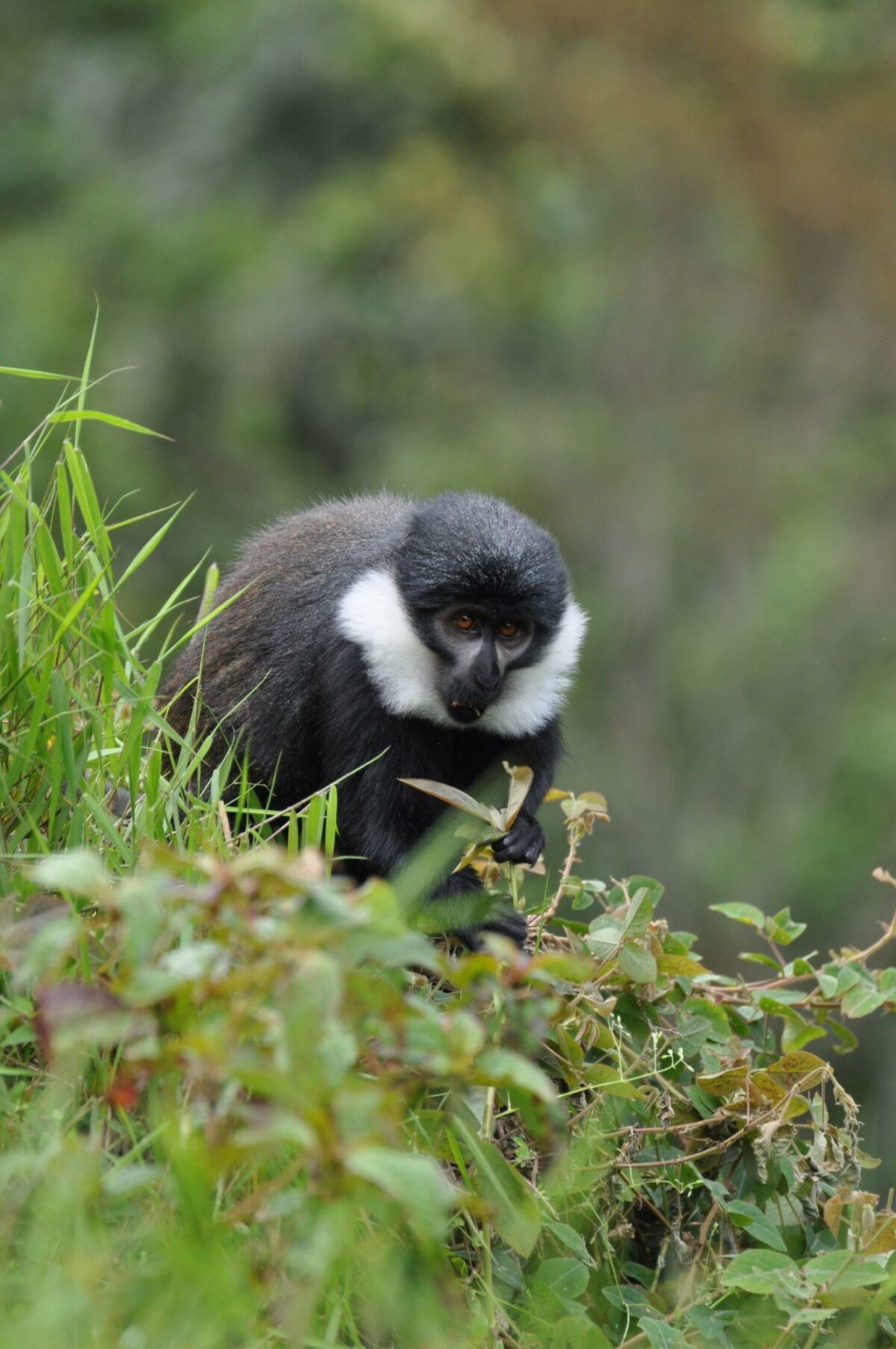 Primates and birdlife in Nyungwe
