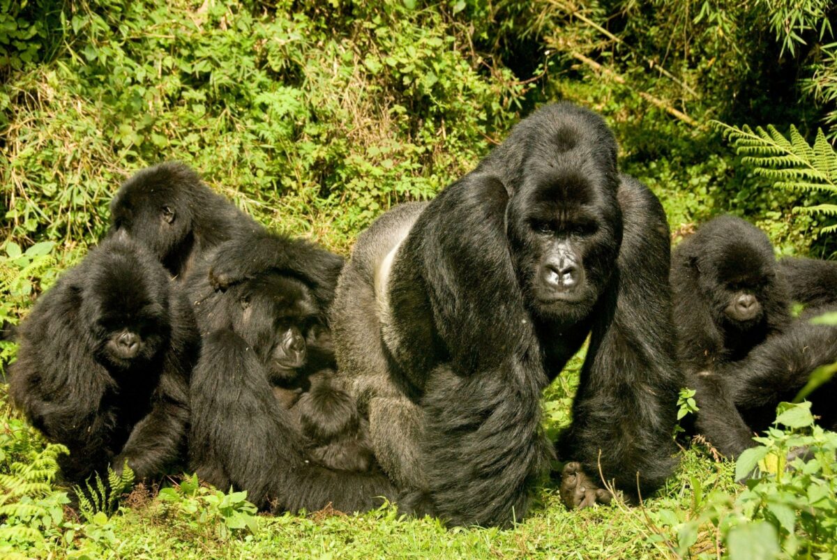 Search for gorillas in the rainforest
