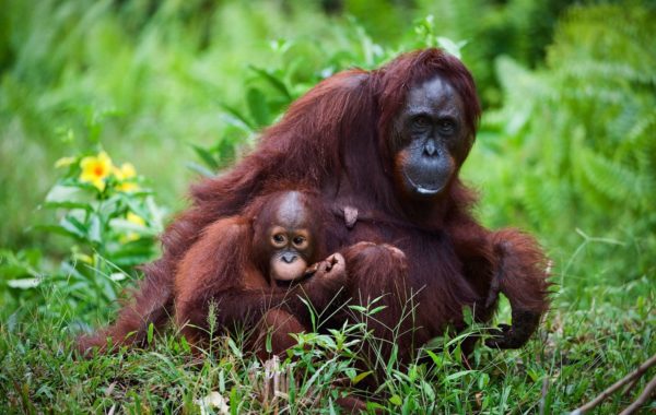 Borneo
