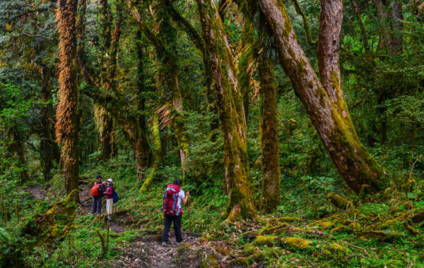 Explore the forests of Makalu