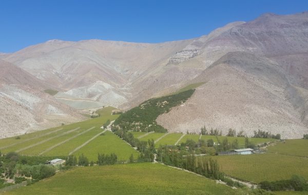 Pisco tasting in the Elqui Valley