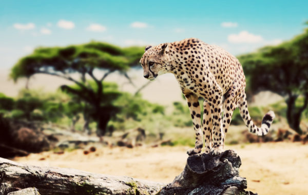 Tanzania