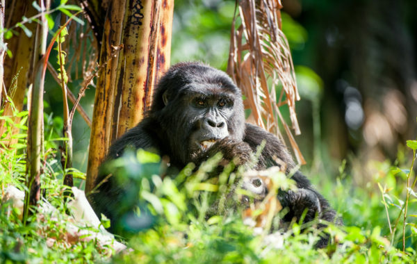 Uganda