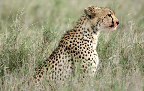 East Africa