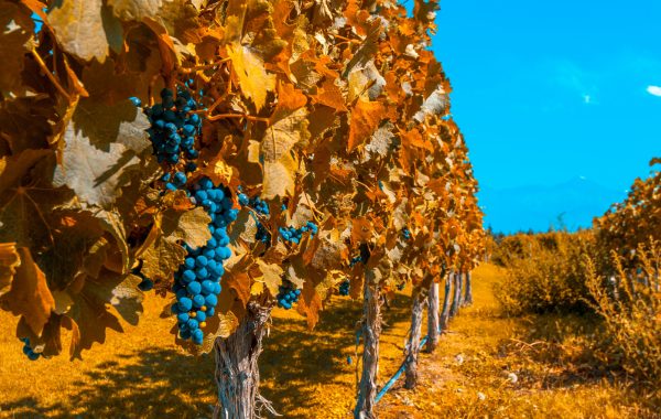 Mendoza