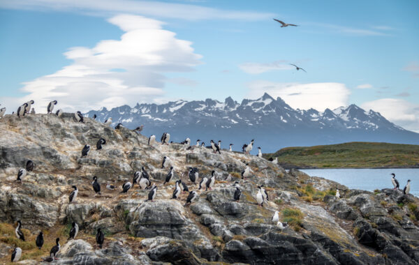 Birdwatching in Patagonia