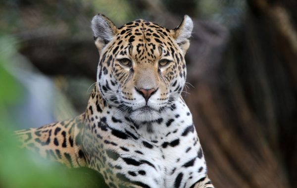 Pantanal