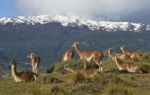 Photo safari in Chacabuco