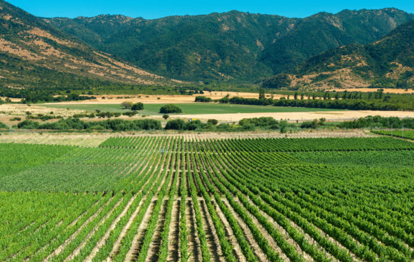 Colchagua wine route