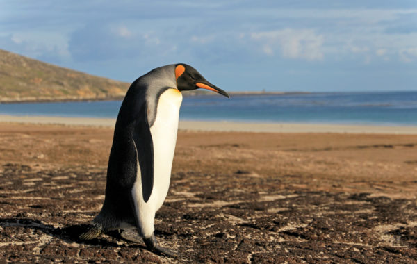 Falkland Islands