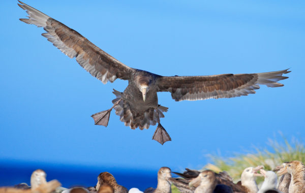 Falkland Islands